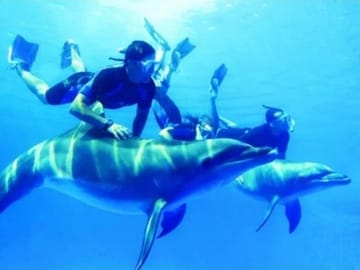 Dolphin House Full Day Snorkeling Cruise With Lunch – Hurghada