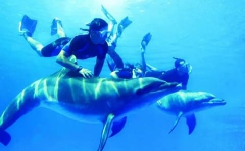 Dolphin House Full-Day Snorkeling Cruise from Hurghada