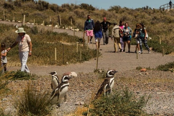 PUERTO MADRYN: Punta Tombo and walk into the largest penguin colony in South America 6