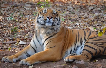 Wildlife Safari Experience in Pench National Park, India