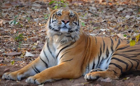 Wildlife Safari Experience in Pench National Park, India