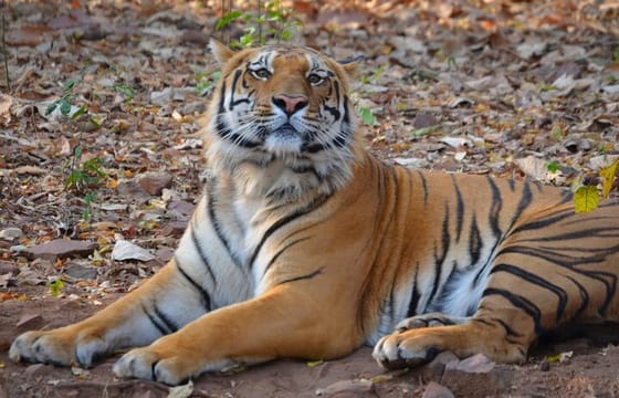 Safari in Pench National Park