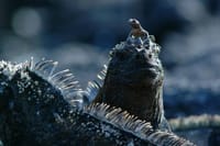 Iguanas