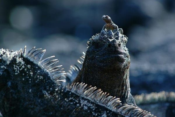8-Day Galapagos Island Hopping Tour: Isabela, Giant Tortoises, and Snorkeling