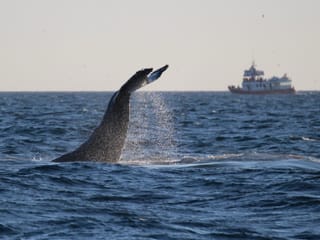 Reykjavík Premium Whales in the Midnight Sun, photo 18