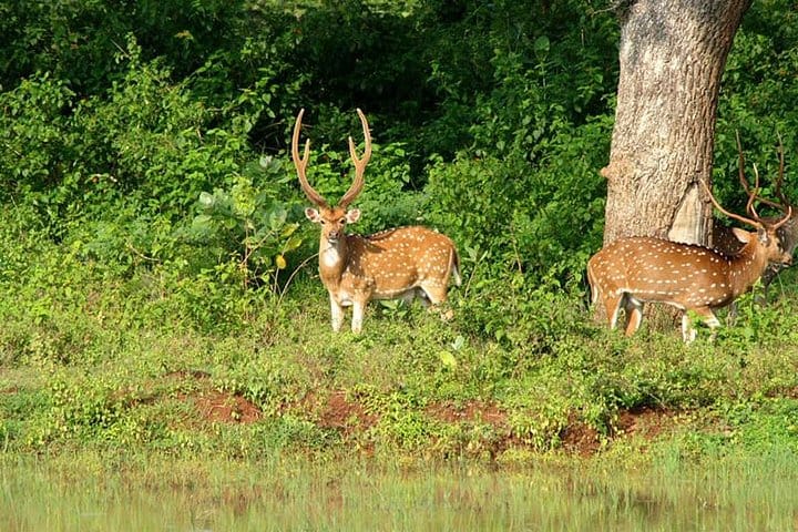 Private Safari at Yala National Park