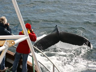 Classic Whale Watching from Dalvík, photo 10