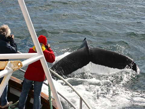 Classic Whale Watching from Dalvík, photo 10
