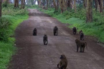 2 Days, 1 Night Safari – Lake Nakuru National Park From Kisumu