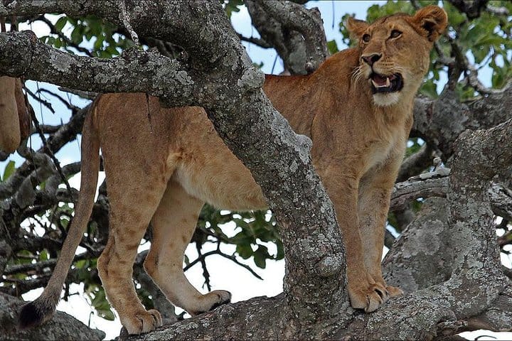 Tanzania Big 5 Safari