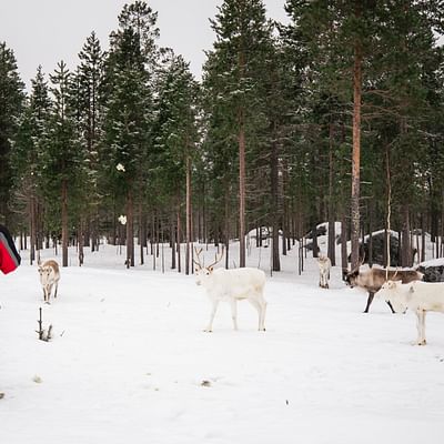 Safari diurno con renos – Experiencia de 3 horas en la naturaleza en Rovaniemi