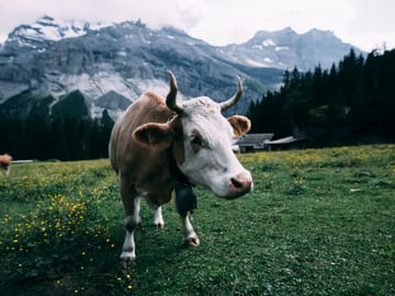 swiss