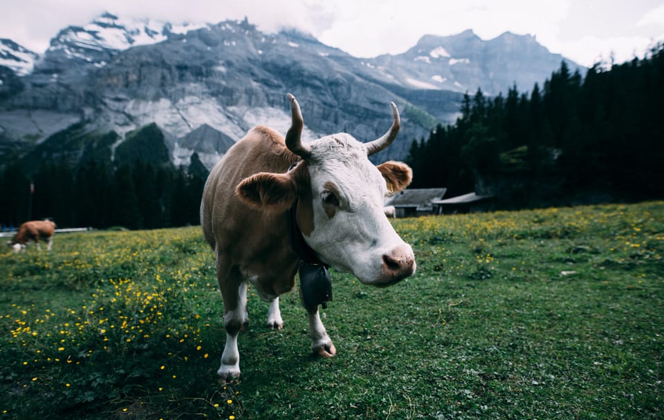 Private Van Tour: 8 Days in Switzerland and Paris