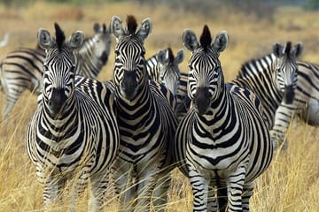Sunset Safari Tour at Aquila Game Reserve from Cape Town