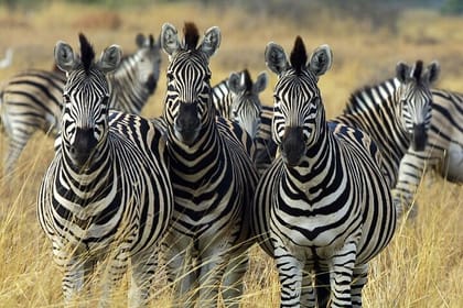 Sunset Safari Big 5 Aquila with Snacks and Wine Tasting