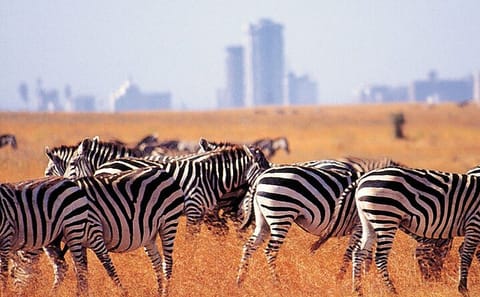 Nairobi Giraffe Center, Beads Center, and Blixen Museum Tour