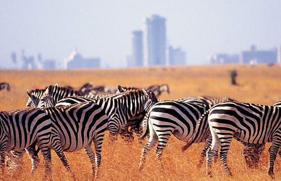 Nairobi Park Giraffe Center Beads Center And Karen Blixen Museum