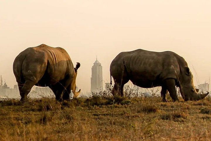 Nairobi National Park Safari & Unique Carnivore Restaurant Dining