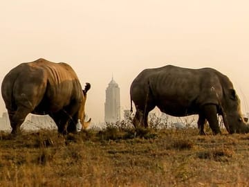 Nairobi National Park Game Drive and Carnivore Restaurant Meal