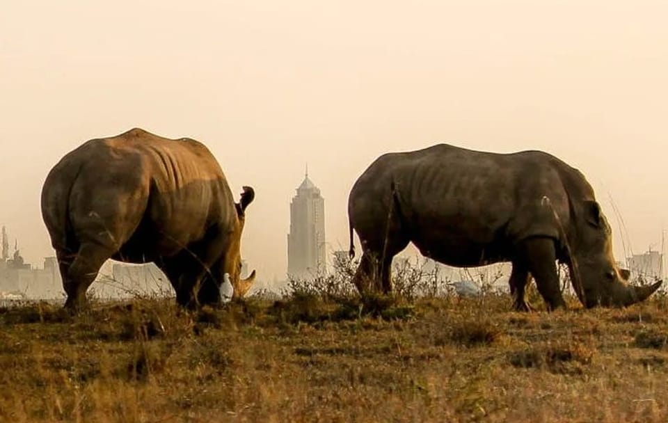 Nairobi National Park Game Drive and Carnivore Restaurant Meal