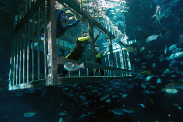 Cage Snorkeling Experience in Dubai's Underwater Aquarium