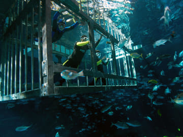 Cage Snorkling