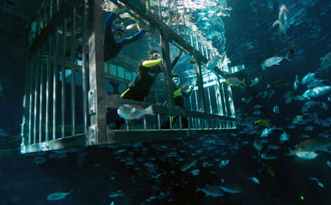 Cage Snorkeling Experience in Dubai's Underwater Aquarium