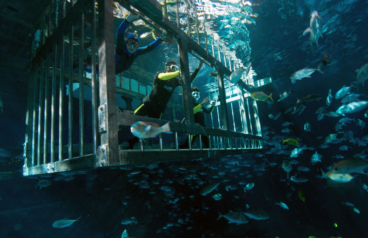 Snorkling