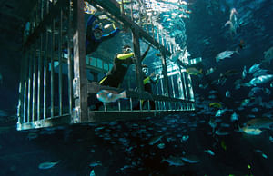 Cage Snorkeling