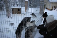 Day With the Huskies - Train and walk with our dogs 2