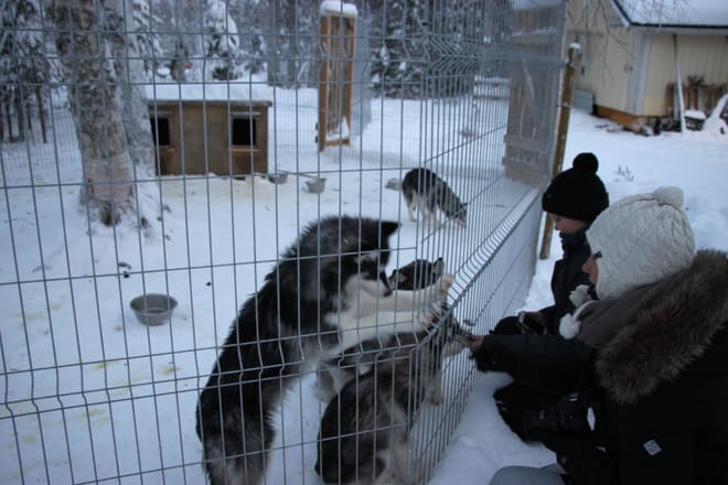 Day With the Huskies - Train and walk with our dogs 2