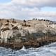Navigation to Penguin colony
