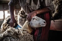 Depending on the season, daily tasks of the estancia include sheep shearing, cattle branding, and milking.