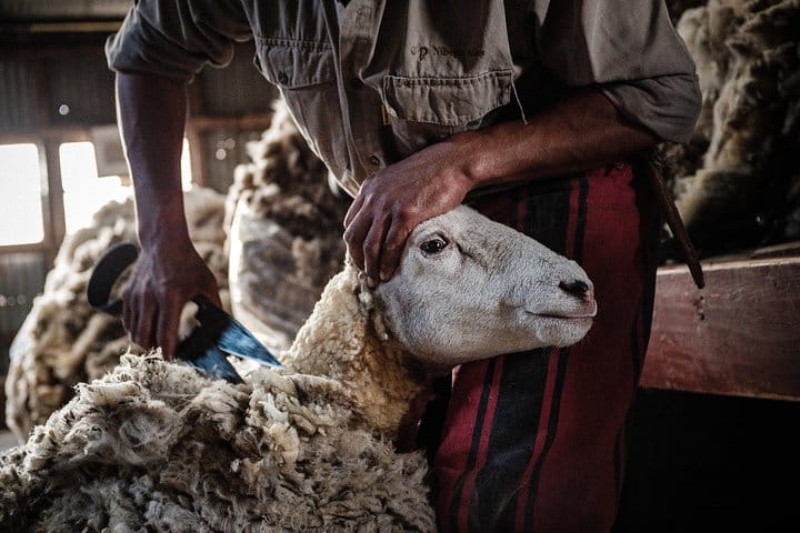 Depending on the season, daily tasks of the estancia include sheep shearing, cattle branding, and milking.