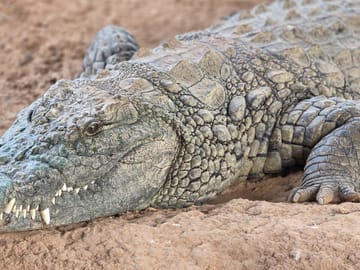 Crocodile Safari at Crocoparc in Agadir, Morocco