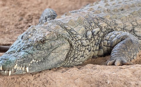 Crocodile Safari at Crocoparc in Agadir, Morocco