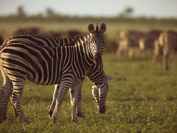 Day Trip Fly-in Safari to Selous Game Reserve from Zanzibar