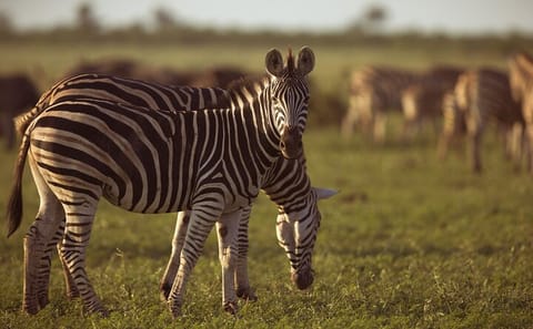 Private Fly-in Safari Tour to Selous Game Reserve from Zanzibar