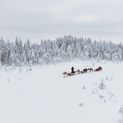 Snowy Forest Reindeer Ride in Rovaniemi - Image 6