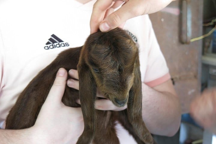 From Ayia Napa & Protaras: Halloumi Heaven - Cypriot Cheese Making Workshop & Troodos Mountain Villages Tour (7-8hrs)