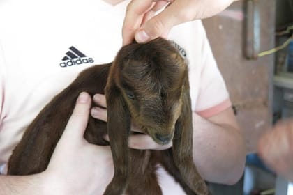 From Ayia Napa & Protaras: Halloumi Heaven – Cypriot Cheese Making Workshop & Troodos Mountain Villages Tour (7-8hrs)