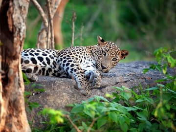 Yala Leopad Sri Lanka