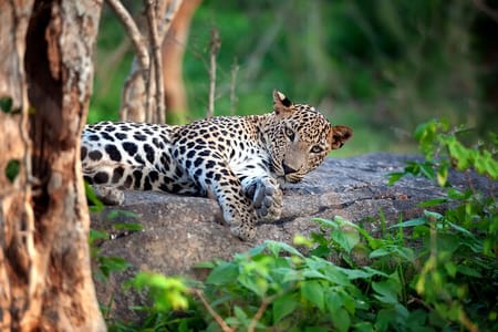 8-Day Sri Lanka Tour from Colombo – Sigiriya, Kandy & Mirissa