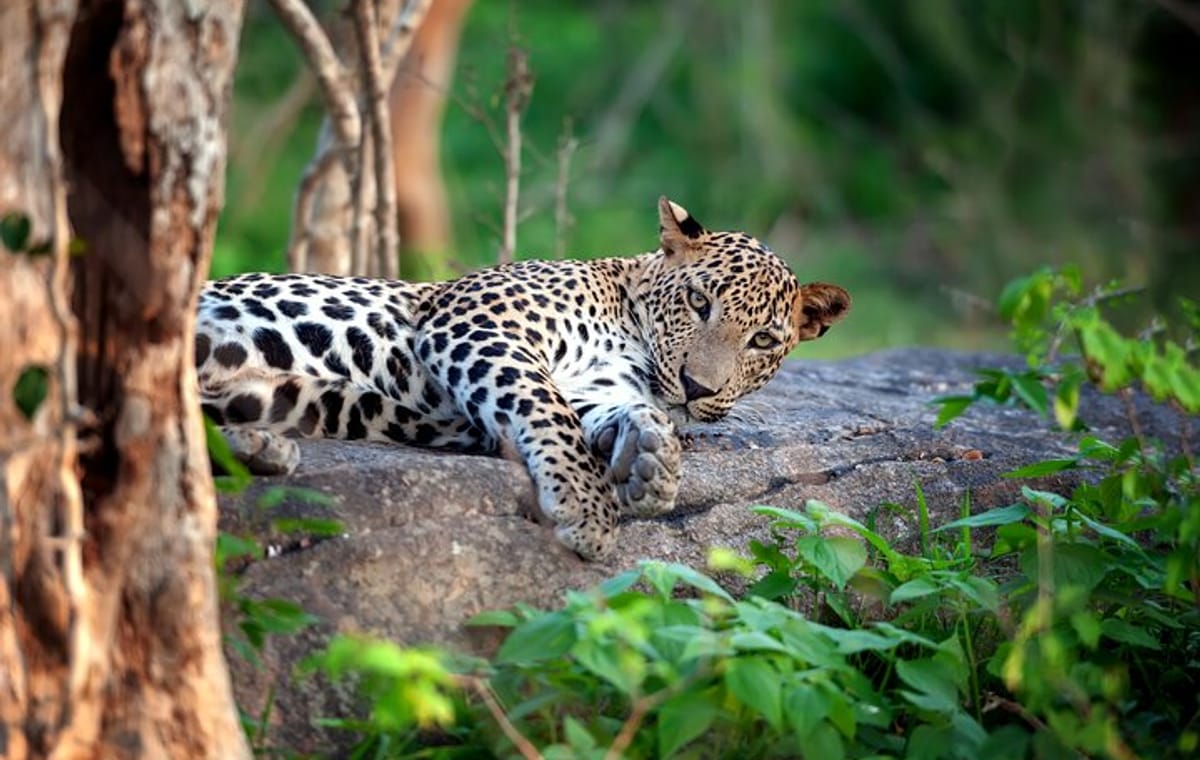 8-Day Sri Lanka Tour from Colombo – Sigiriya, Kandy & Mirissa