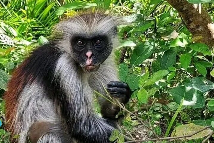 Jeep Safari Zanzibar Island 3 Day Private Tour