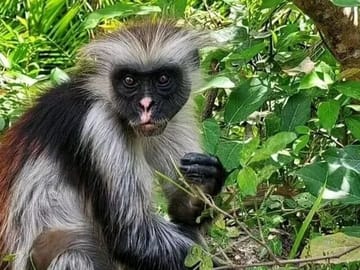 Jozani Forest Nature Tour with Lunch at Rock Restaurant