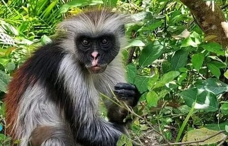 Jozani Forest Tour and Lunch at Rock Restaurant in Zanzibar