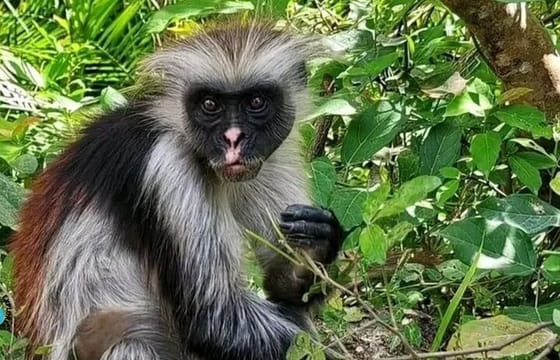 Jozani Forest Tour and Lunch at Rock Restaurant in Zanzibar