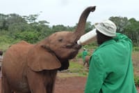 Elephant Orphanage