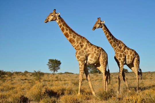 Half Day Safari  from Durban